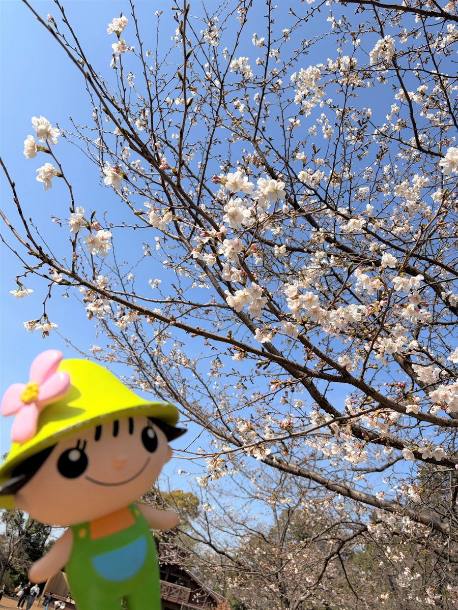 ◤#ミズキーのてくてく旅🌿 No.7◢ ／ 区内の公園にお花見🌸 ＼ 桜が