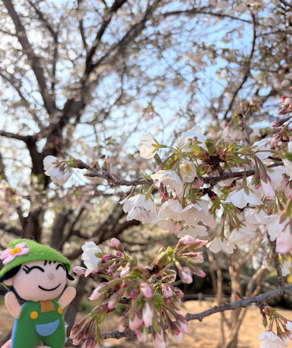 ◤#ミズキーのてくてく旅🌿 No.7◢ ／ 区内の公園にお花見🌸 ＼ 桜が