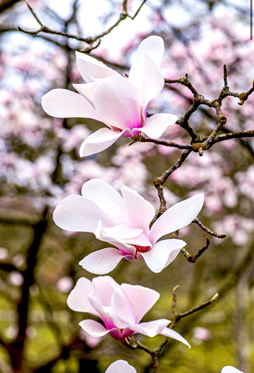 Warabe Show 童晶🇯🇵 tweet media