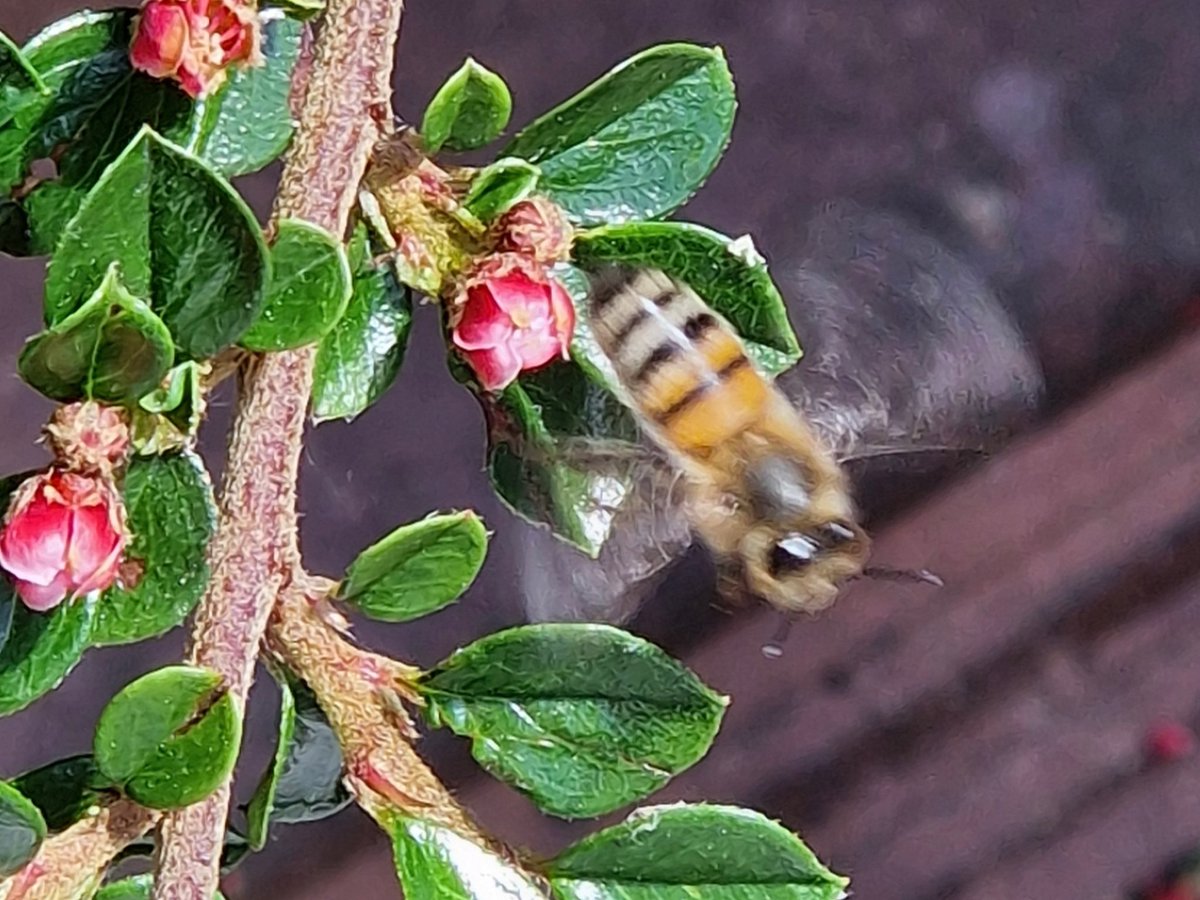 AntheaJames3's tweet photo. Good morning #Everyone, itโs a freezing ..feeling like -4ยฐ bright sunny morning in #Heaton #NorthEastUK itโs also #InsectThursday & a bit of a blurry #HoneyBee in flight for #ThrowbackThursday #ThursdayLove coming through ๐ฅฐ https://t.co/QDWpKjWJ2H