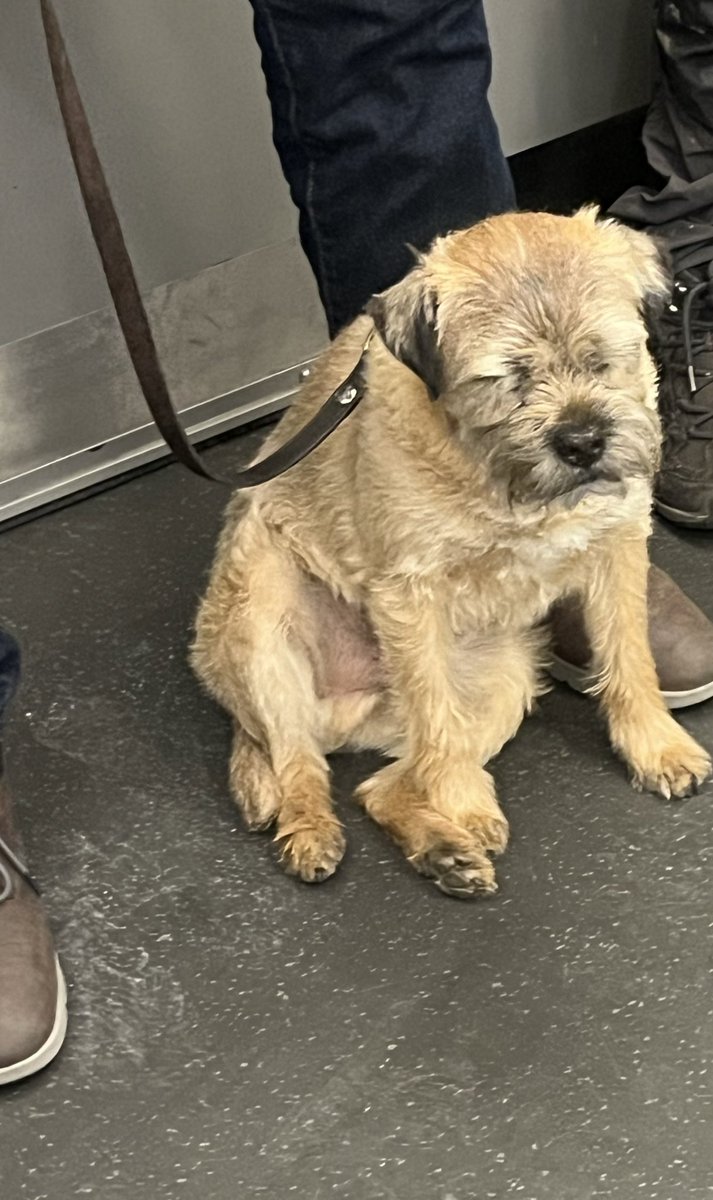 Geraldine Carr tweet media