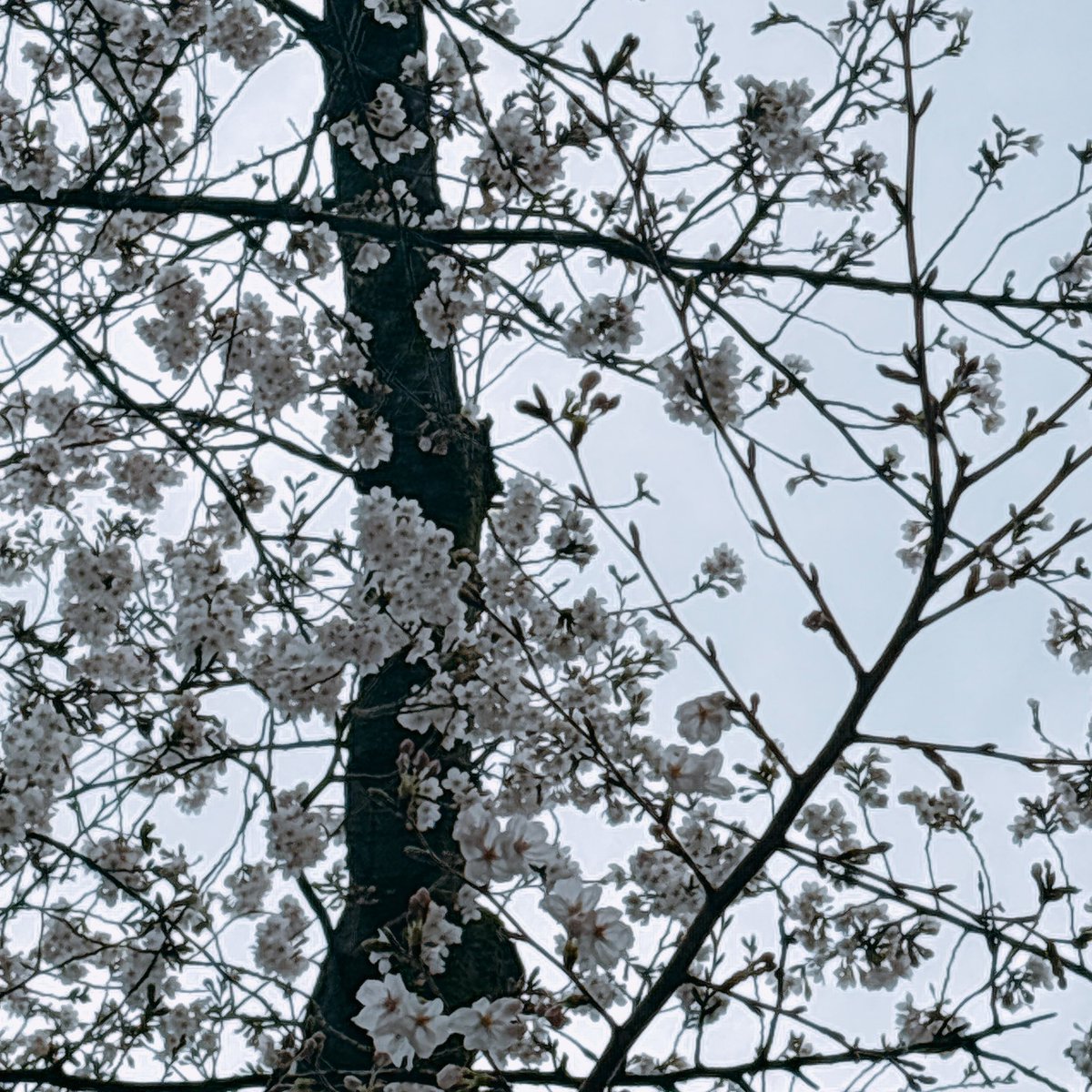 ディアブルボア🦇6/5 Anniversary Live@新宿club SCIENCE tweet media