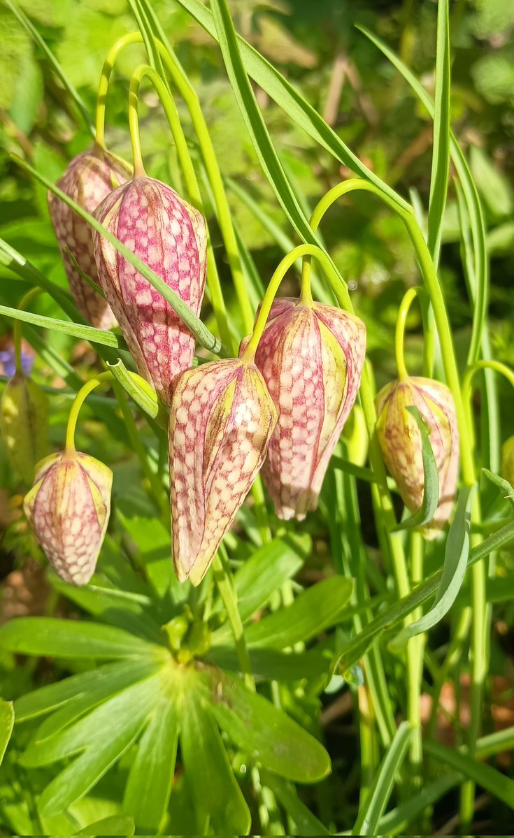 🌱Rich Pickings 🌳🌷🏵️ tweet media