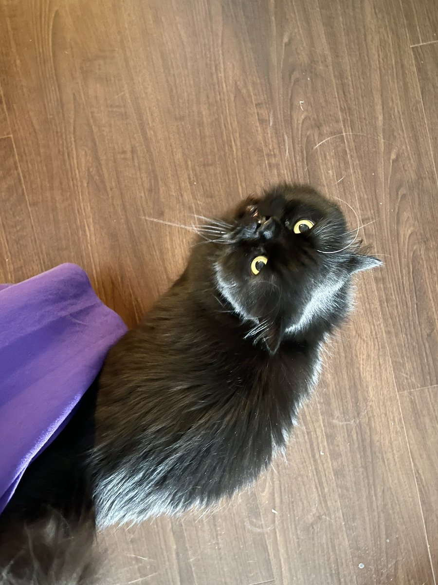 桜日梯子 tweet media