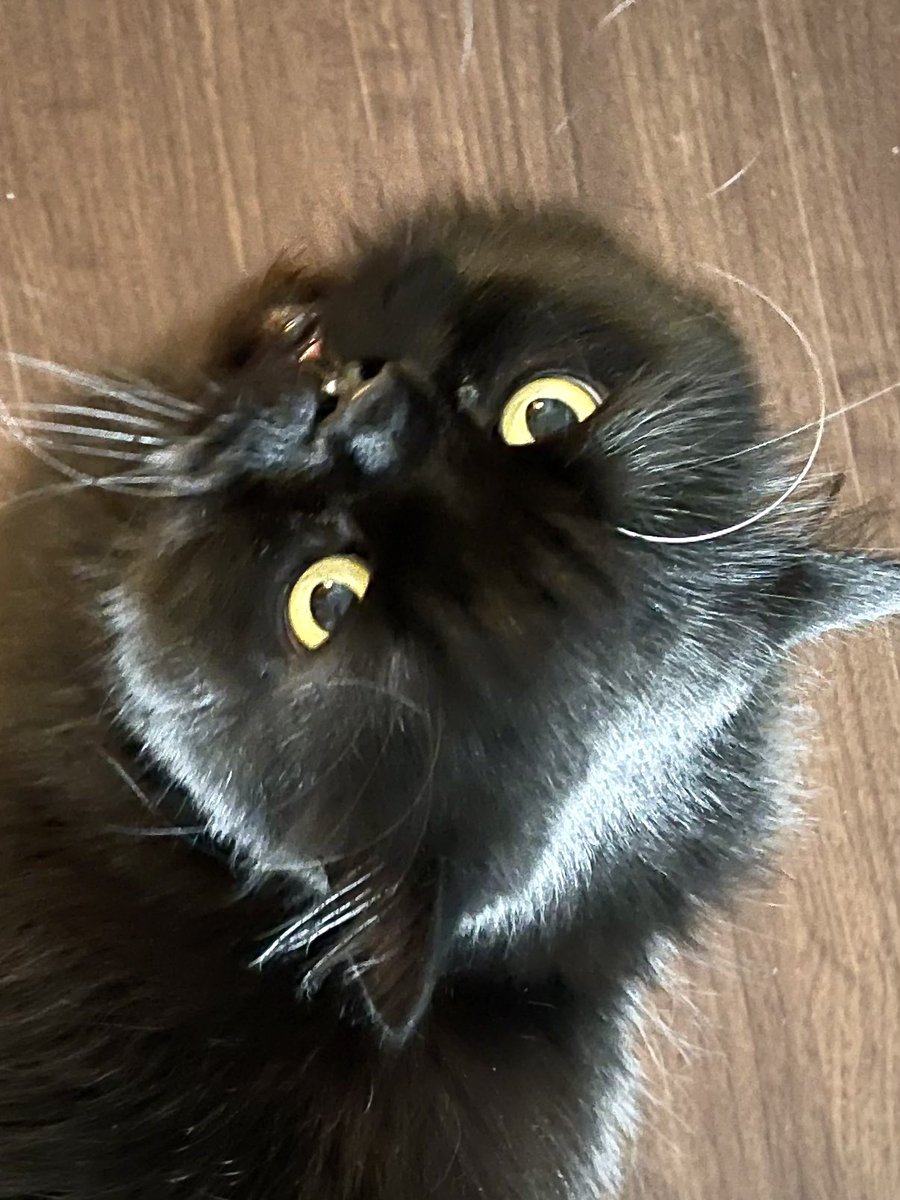 桜日梯子 tweet media