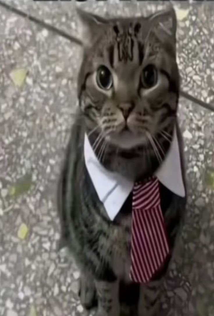 wijeng 🍉 tweet media