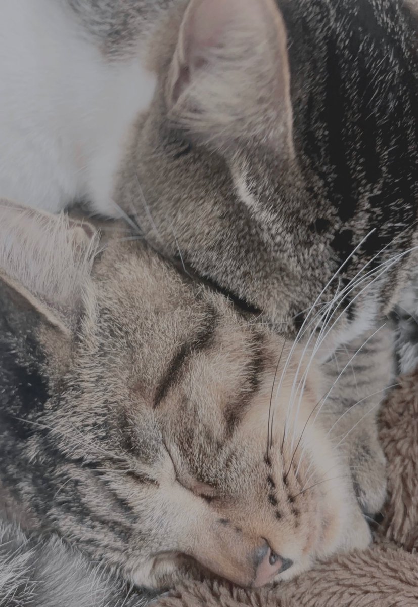 雫ノしゅの@IRIAM準備中 tweet media