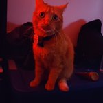 Photo by Feral_Gremlin (@DoneWithBS666)