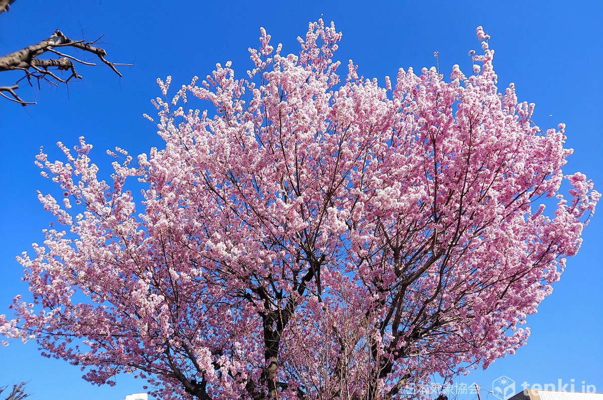 tenki.jp tweet media