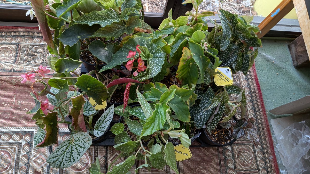 lovesemps tweet media