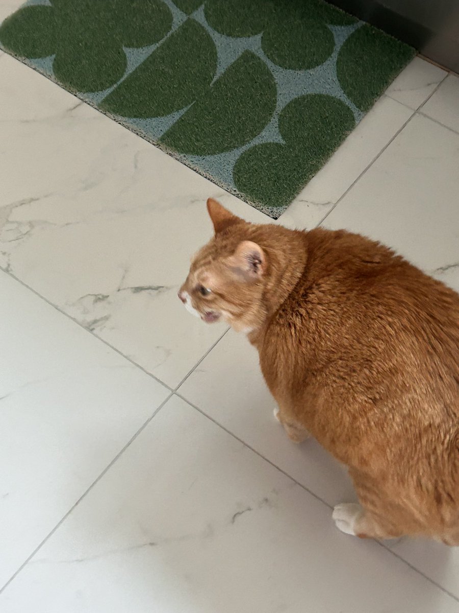 납작이에요🍙 tweet media