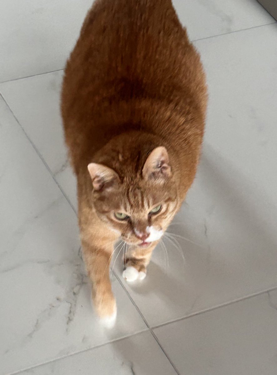 납작이에요🍙 tweet media