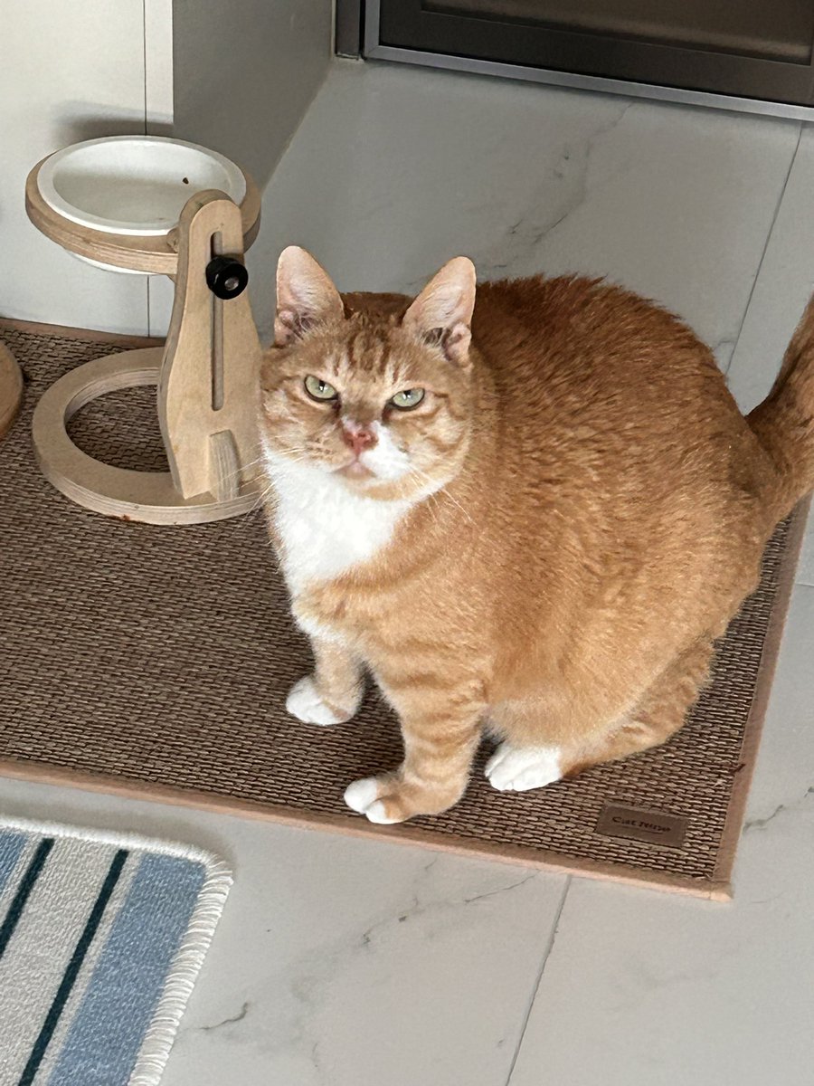 납작이에요🍙 tweet media