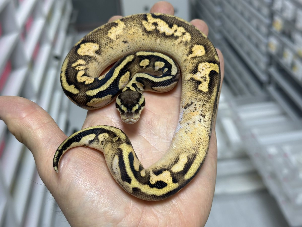 Violet B•P ボールパイソン tweet media