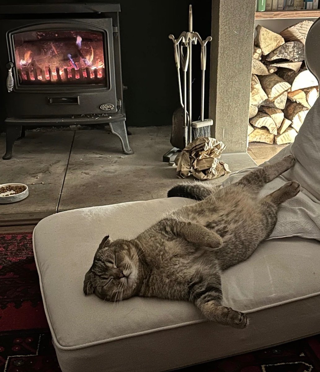 cats with powerful impression 🐾 tweet media