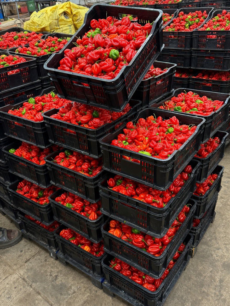 TheQueenAminat's tweet photo. Our super habanero pepper from @MidasAgriworld is available in kgs and sacks 

5k per kg
N40k per crate 

Contact - +234 705 428 8833 or please send a dm https://t.co/g9iiQ5QDi3