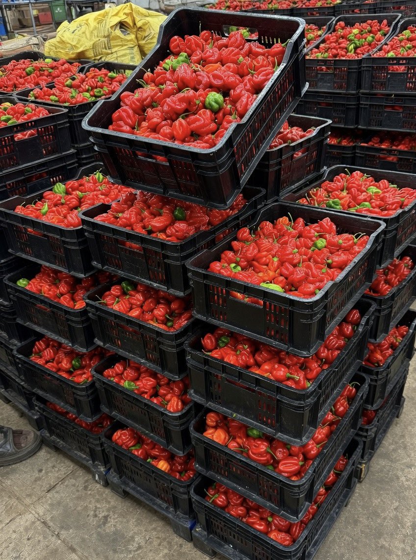 TheQueenAminat's tweet photo. Our super habanero pepper from @MidasAgriworld is available in kgs and sacks 

5k per kg
N40k per crate 

Contact - +234 705 428 8833 or please send a dm https://t.co/g9iiQ5QDi3