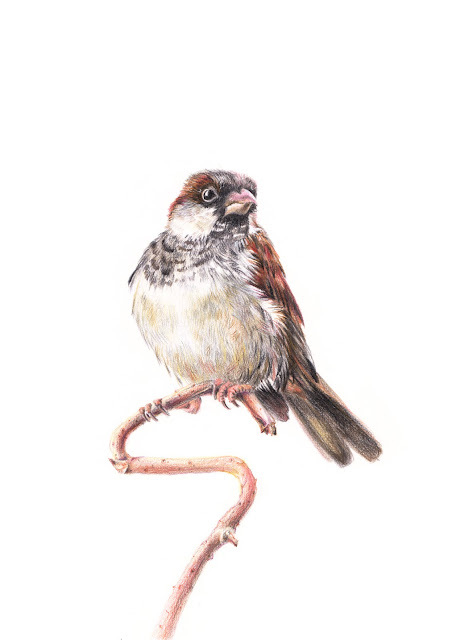 illustraciencia's tweet photo. Trifonova Olga - Passer domesticus https://t.co/QuV7G3InI1 https://t.co/29MVQY4aLL https://t.co/V0PjWYfDzm