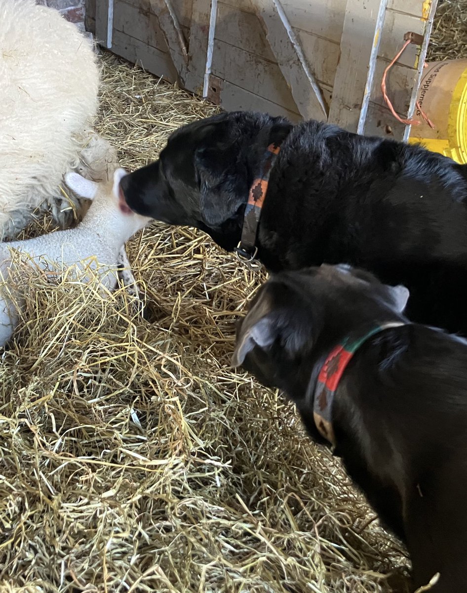 Limpy Lab Max tweet media