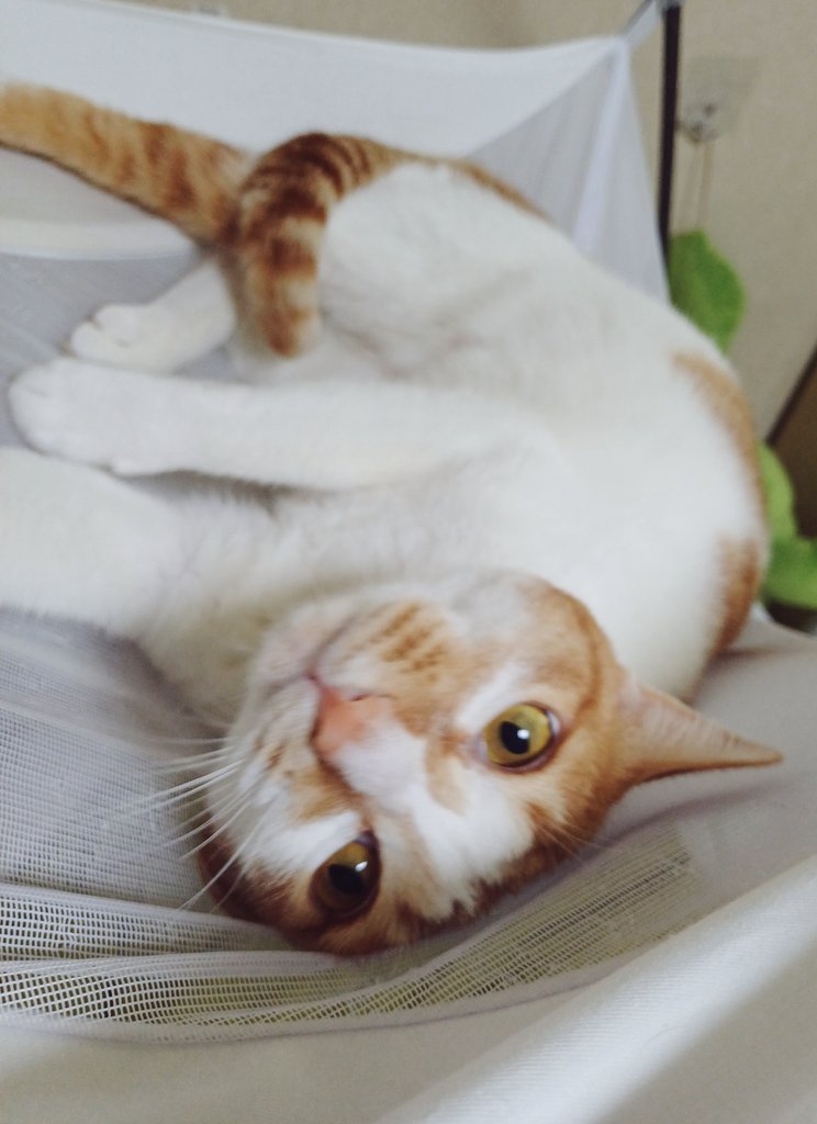 탱자(냥이) tweet media