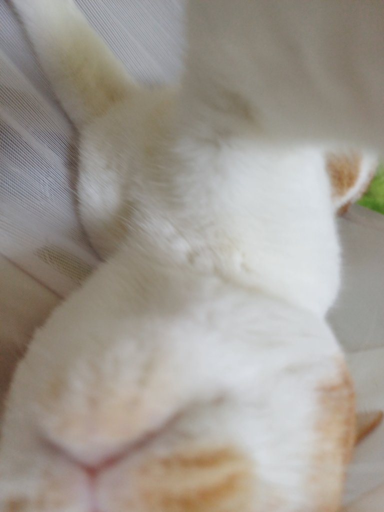 탱자(냥이) tweet media