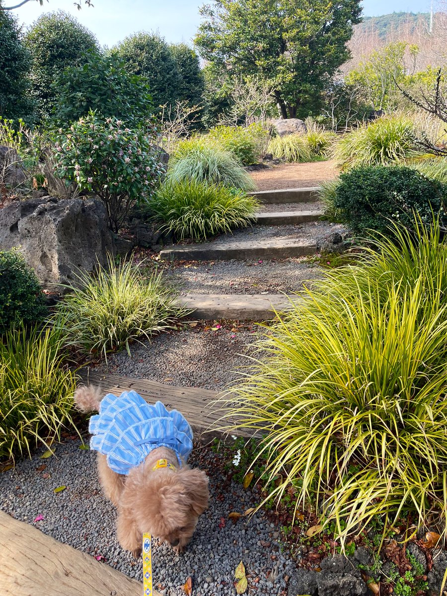 푸순 엄마 tweet media