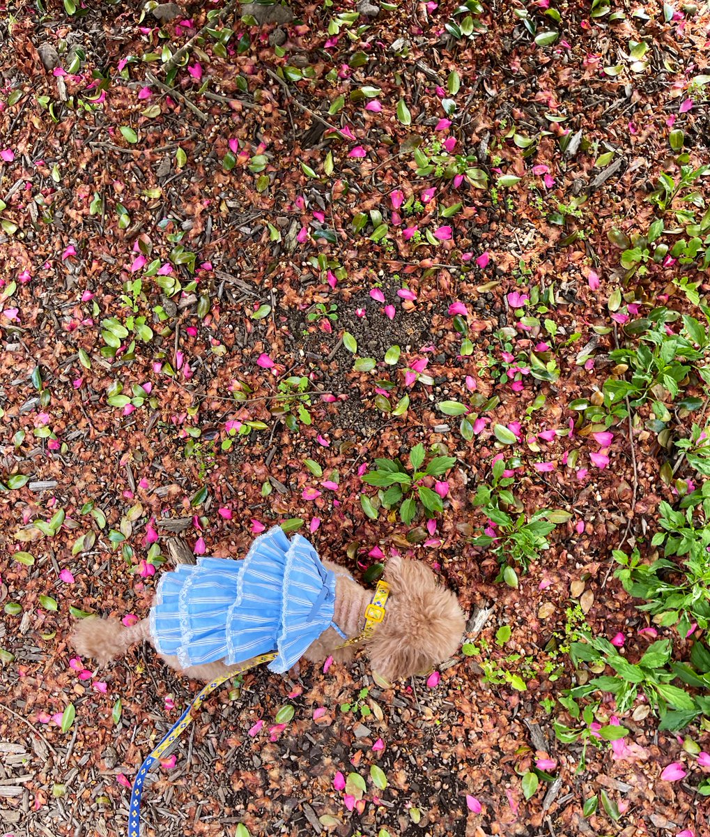 푸순 엄마 tweet media