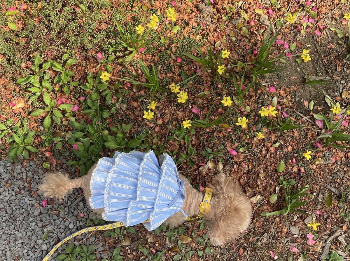 푸순 엄마 tweet media