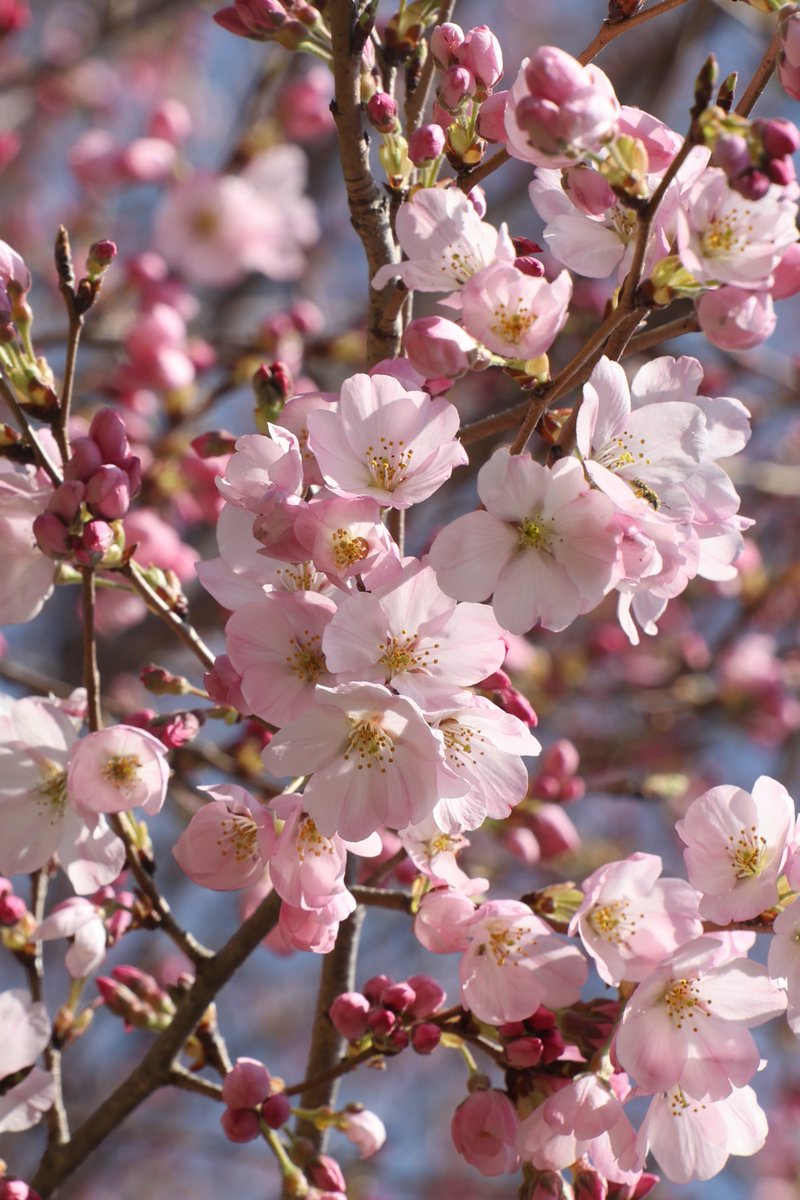 Kenji 🌸 delivering flowers every day 🌸 🐦 tweet media