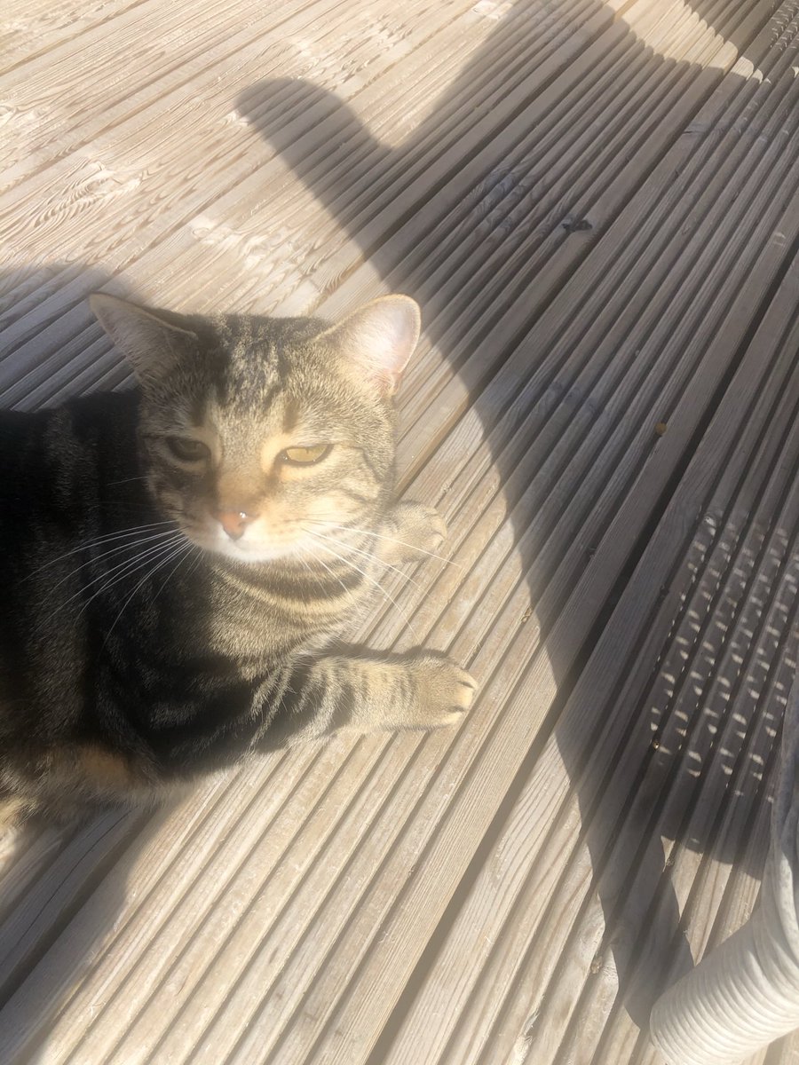 Sox, Daisy 🌈 Luna and Teddy💙 tweet media