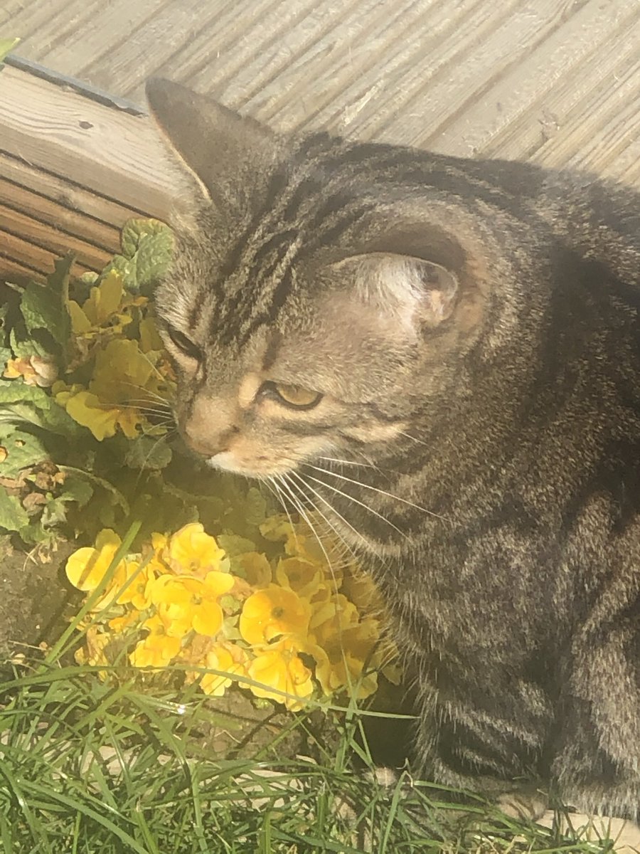 Sox, Daisy 🌈 Luna and Teddy💙 tweet media