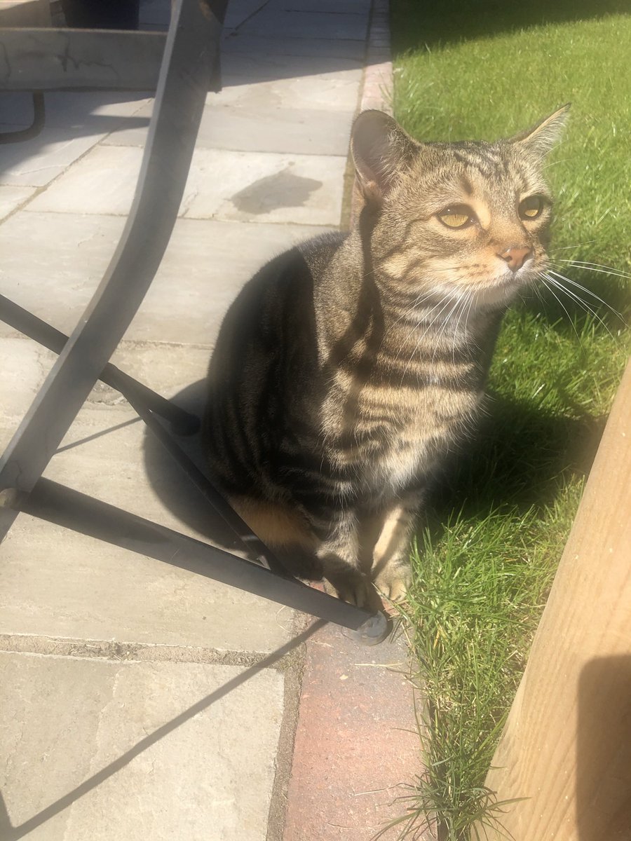 Sox, Daisy 🌈 Luna and Teddy💙 tweet media