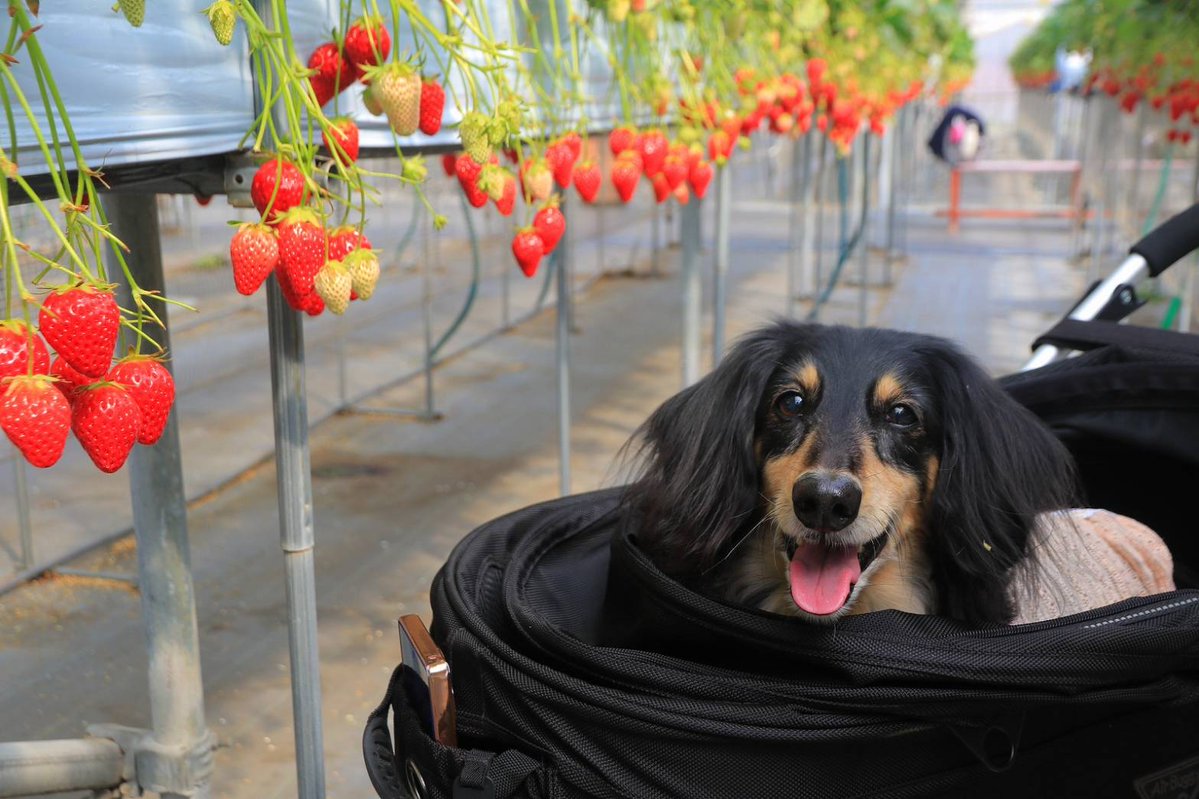 ちょびこ tweet media