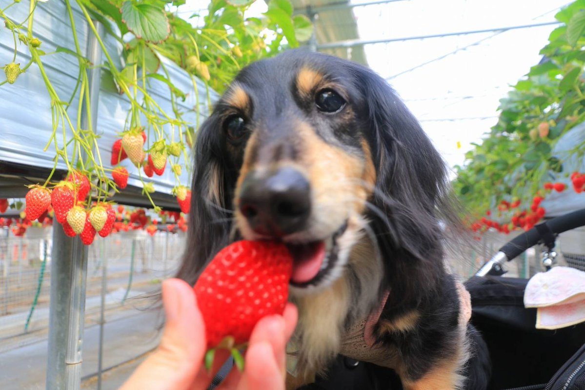 ちょびこ tweet media