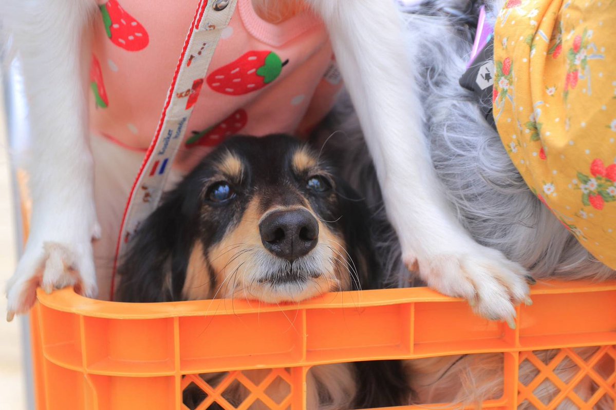 ちょびこ tweet media