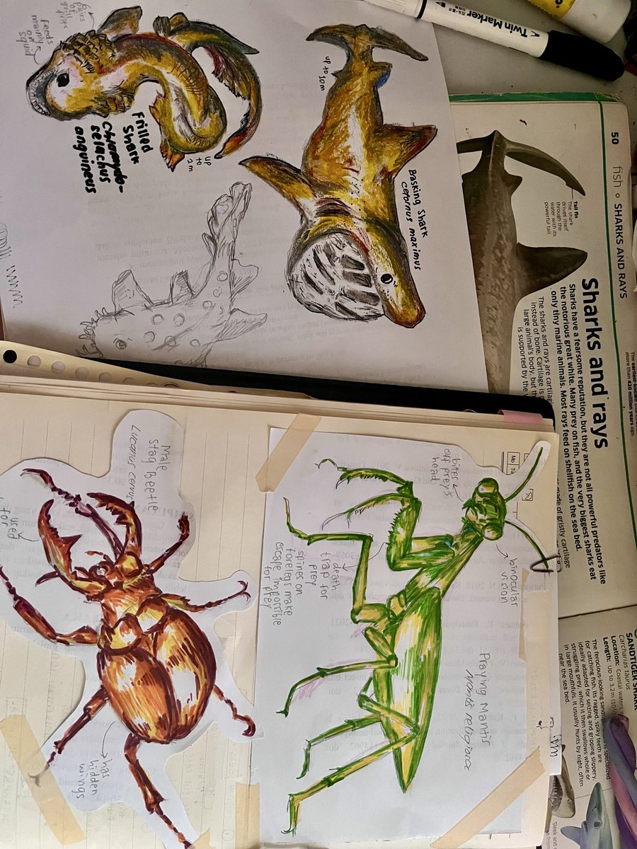 seika✿ a bit ia tweet media