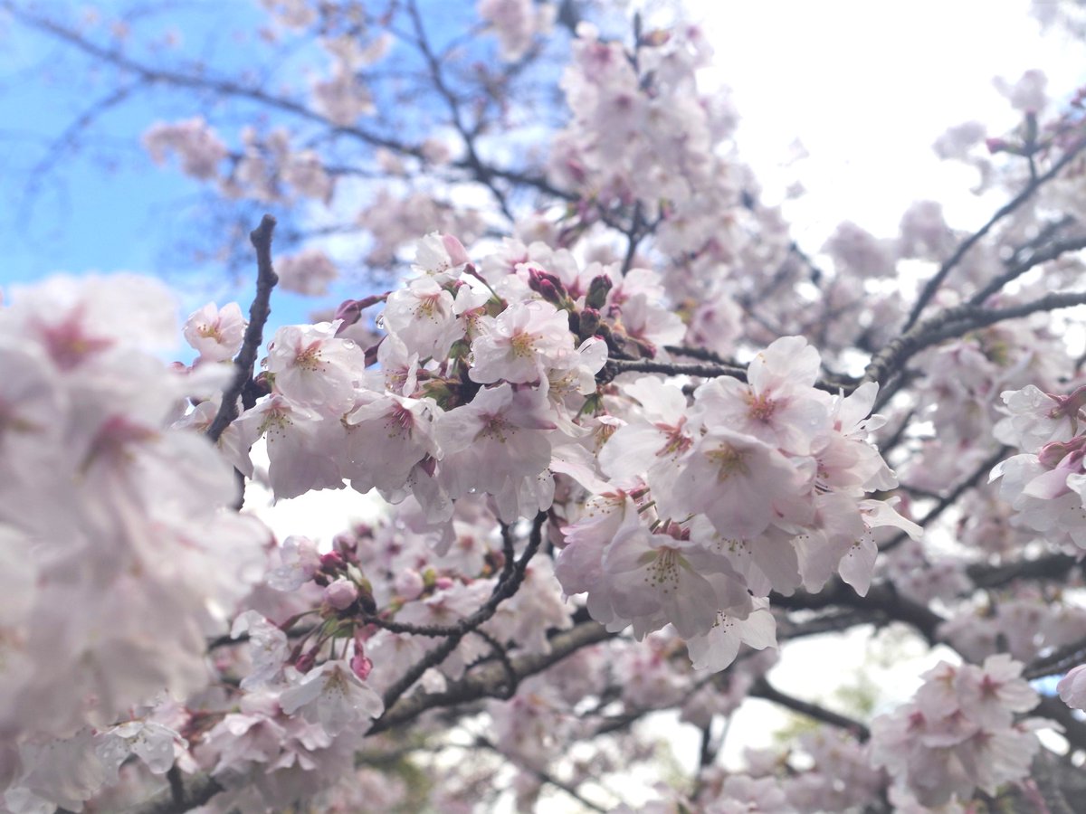 愛媛県宇和島市 tweet media