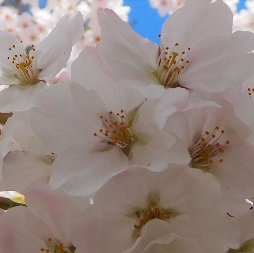 will90249553's tweet photo. 桜が開花した春、新年度に向けて新たなスタートを切るチャンスです！自習室は頑張る皆様を全力で応援いたします！

引き続き、キャンペーン実施中！
公式HP
⇒https://t.co/FiYq1oKWdO

公式Facebook
⇒https://t.co/E5vygEwu6j
公式Instagram
⇒https://t.co/ScWuiVtVwS https://t.co/6BBlgezROB
