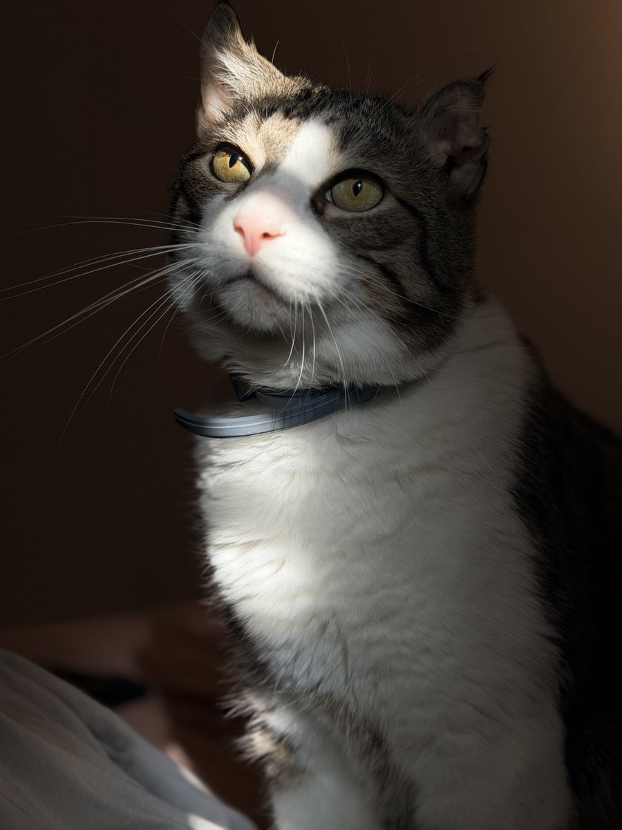 cypurr 🛜🪽 Live2D tweet media