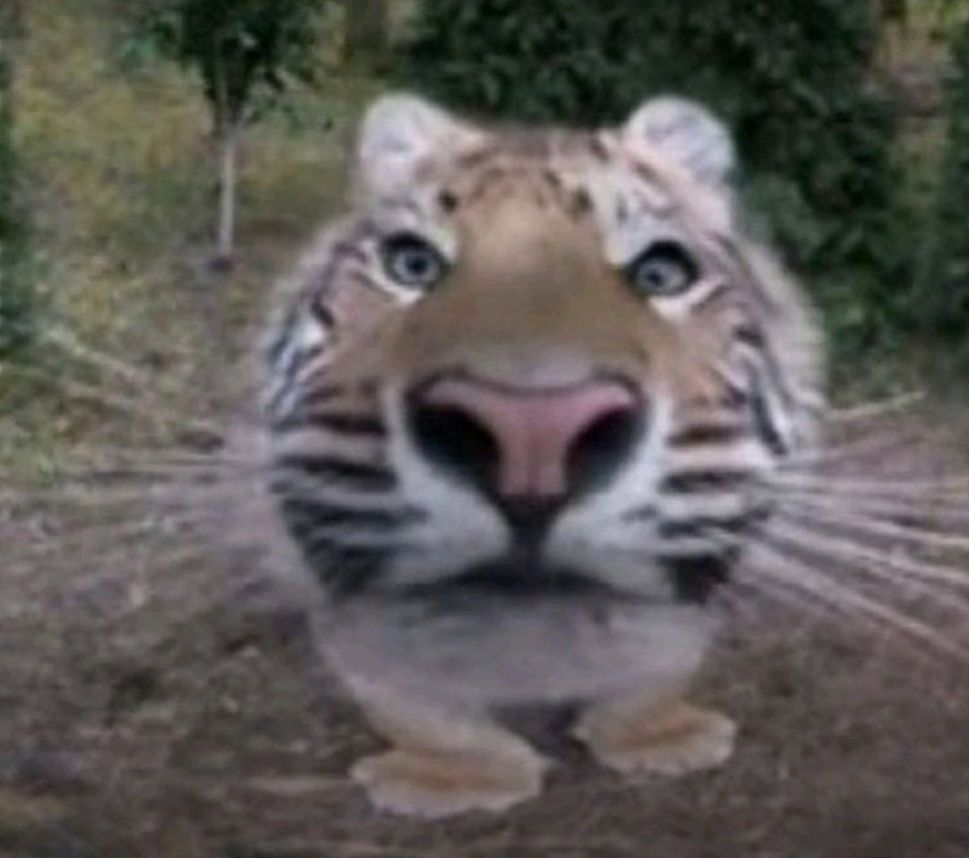 rara🎧✮˚.⋆ tweet media