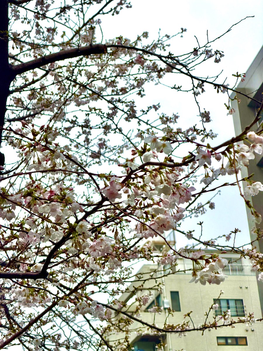 おーさわ tweet media