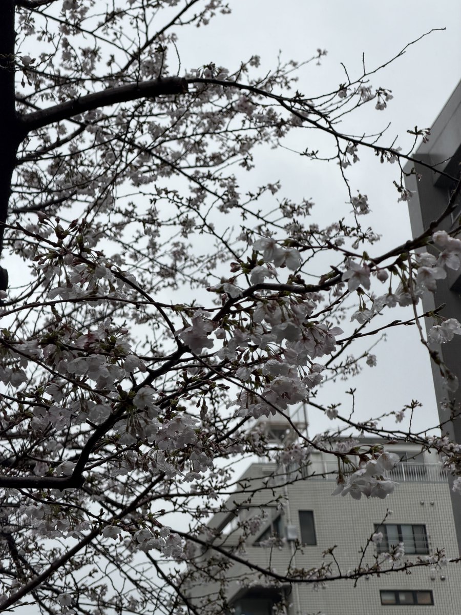 おーさわ tweet media