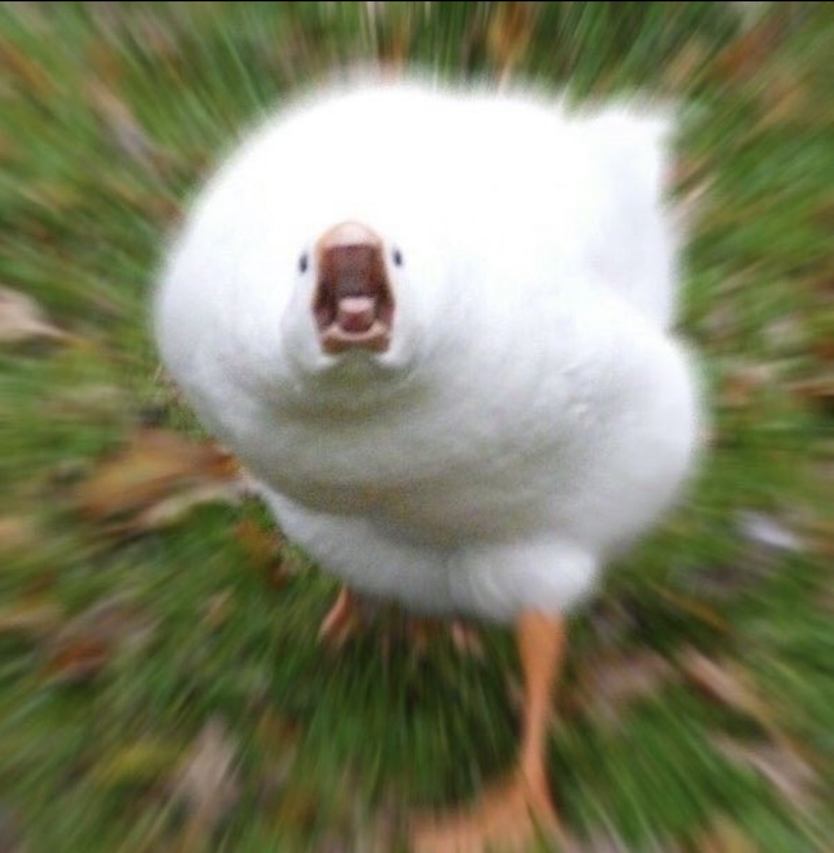 제닐라W tweet media