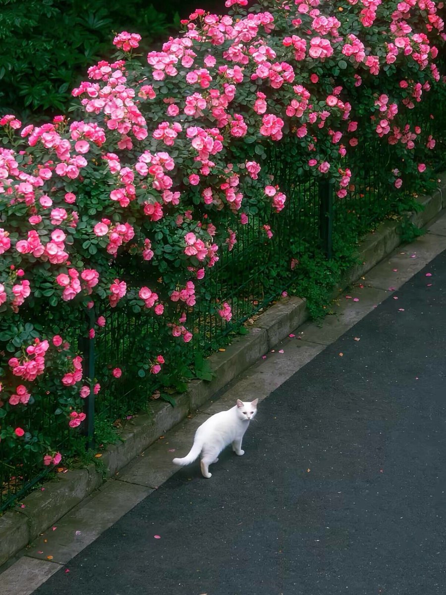 Fae°❀⋆. tweet media