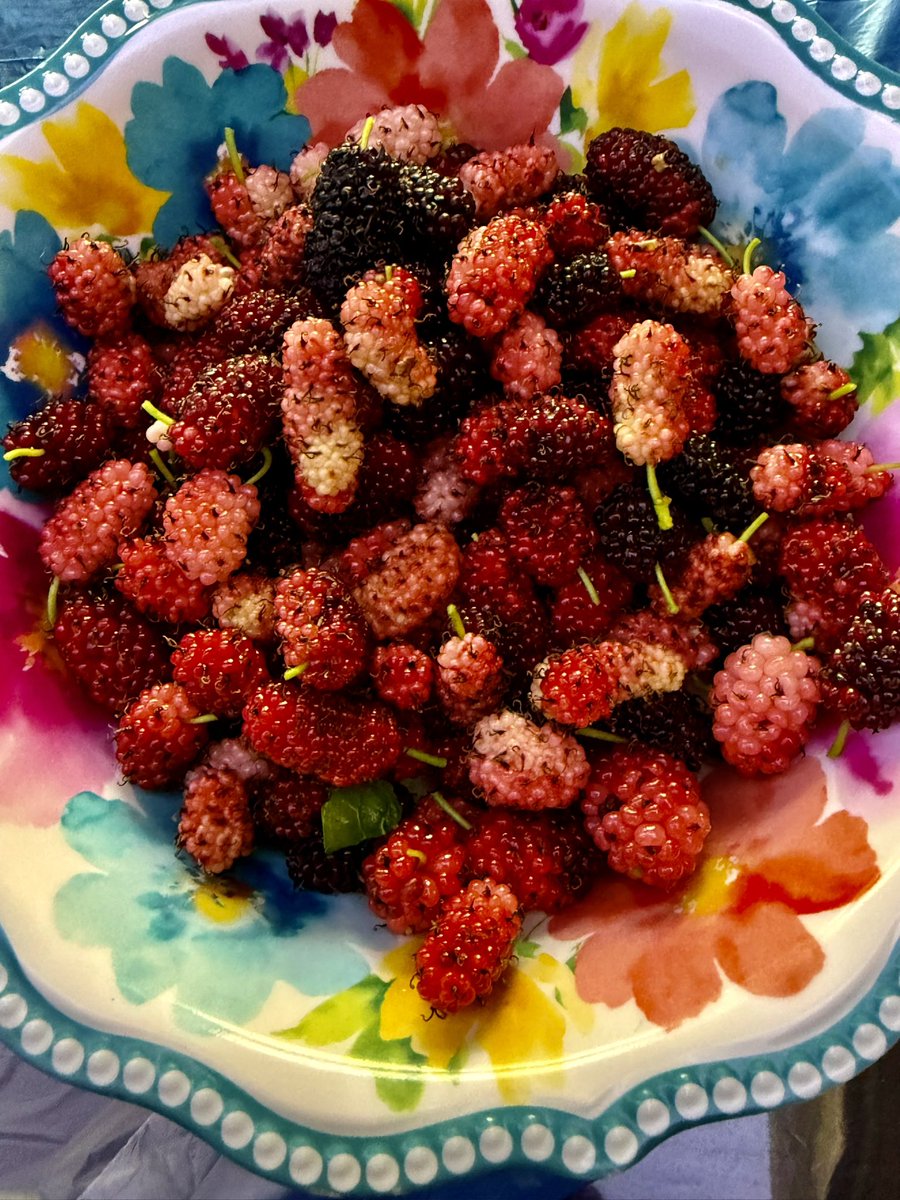 المحامي محمد إبراهيم البستكي tweet media