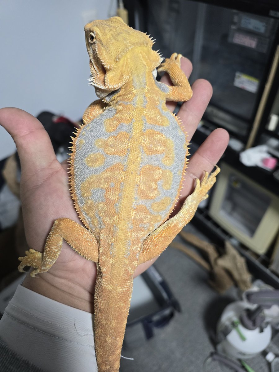 MYCふぁーむ（ISAMU） tweet media