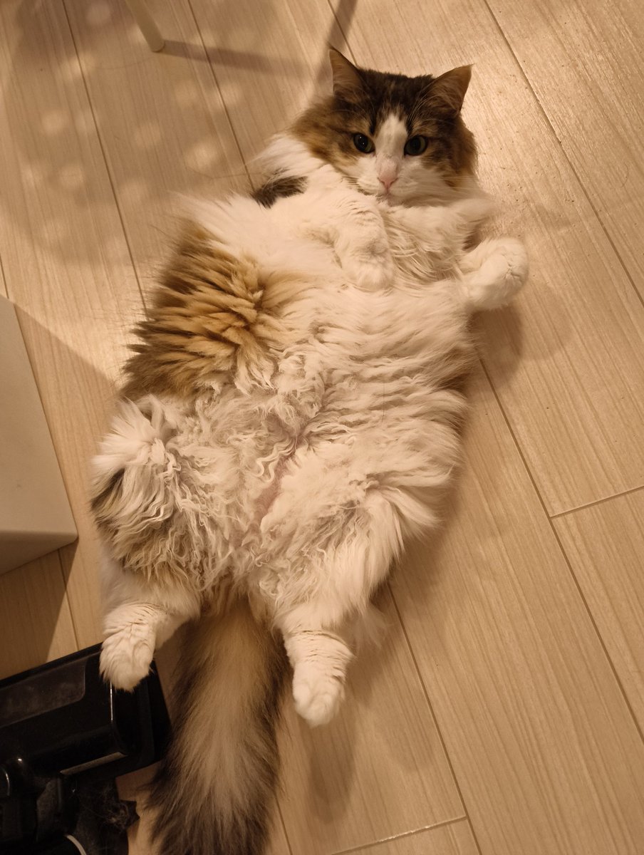 エムジェイ(MJHD, Yusuke Otsuka) tweet media