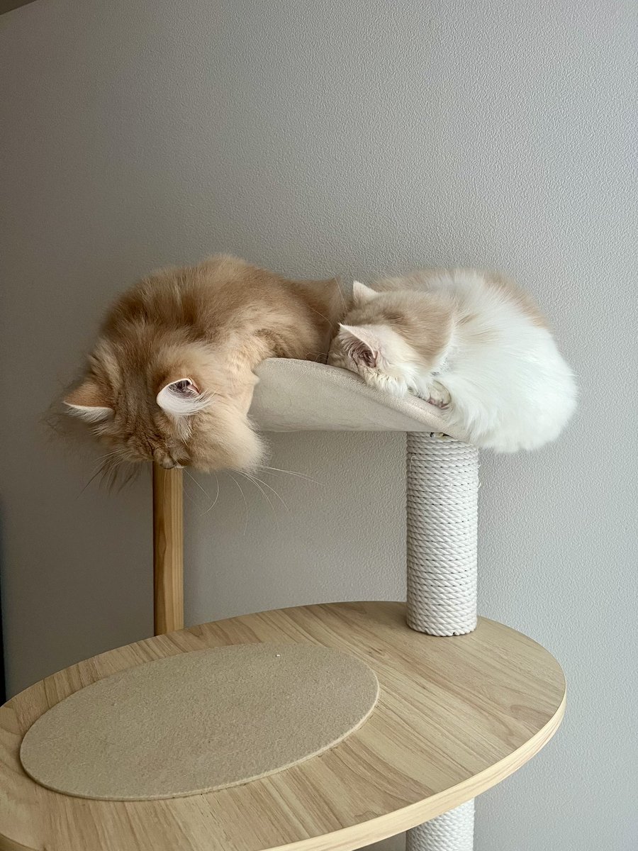 choupette_chan's tweet photo. ダリの時計みたいになってる https://t.co/8fNeIKUu9L