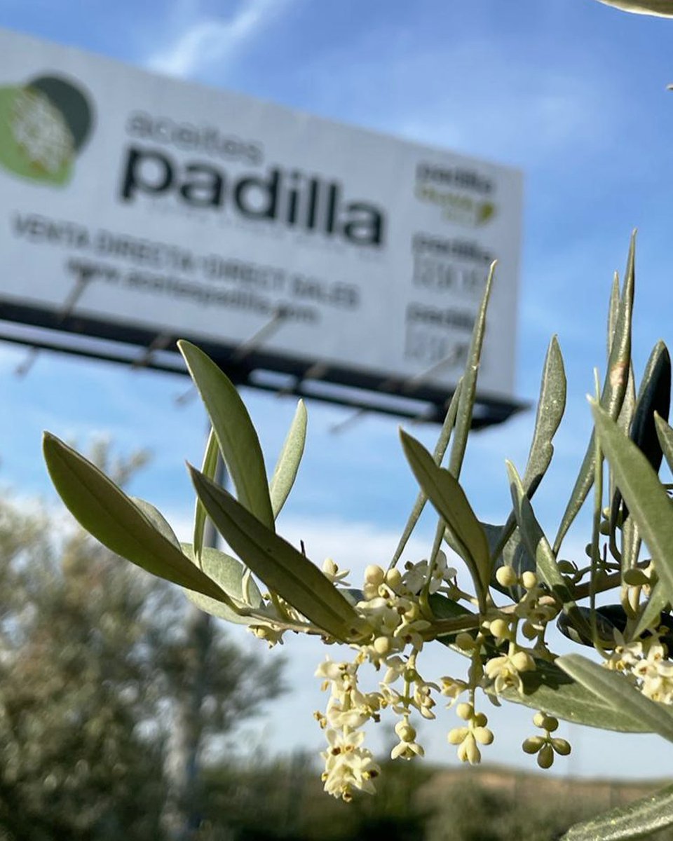 Aceites Padilla tweet media