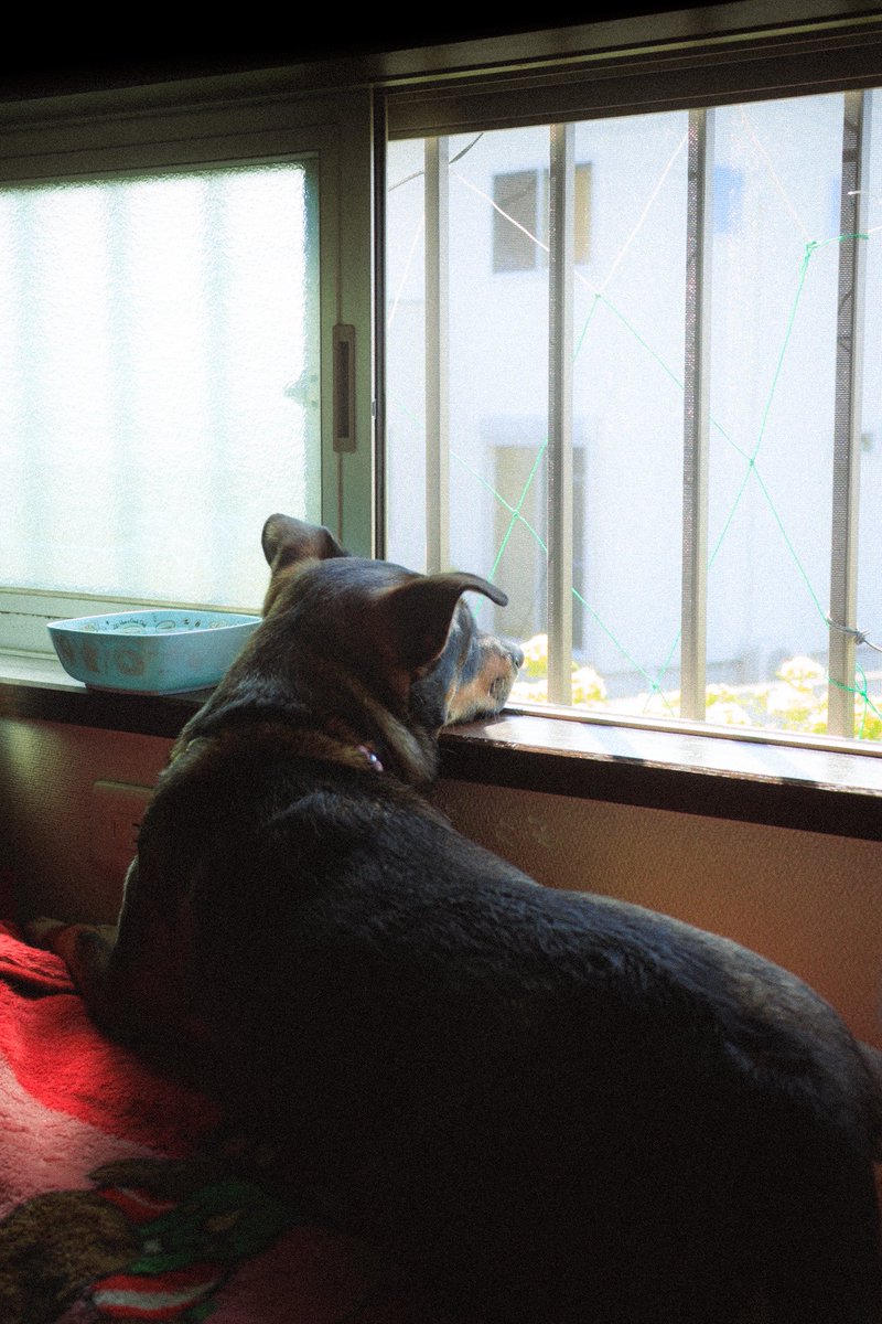 ぽてちー tweet media